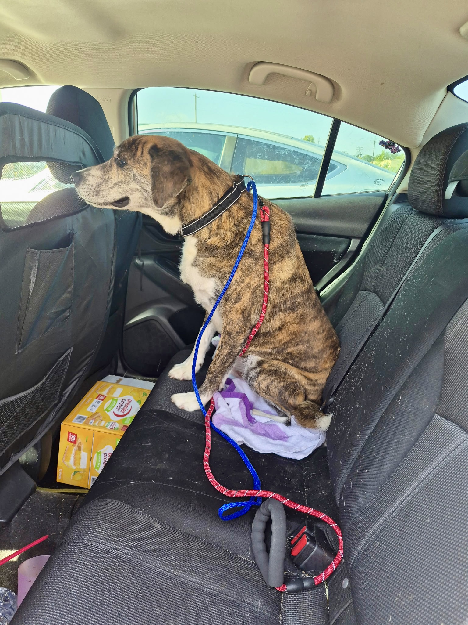 Rescued dog secured in a vehicle for transport
