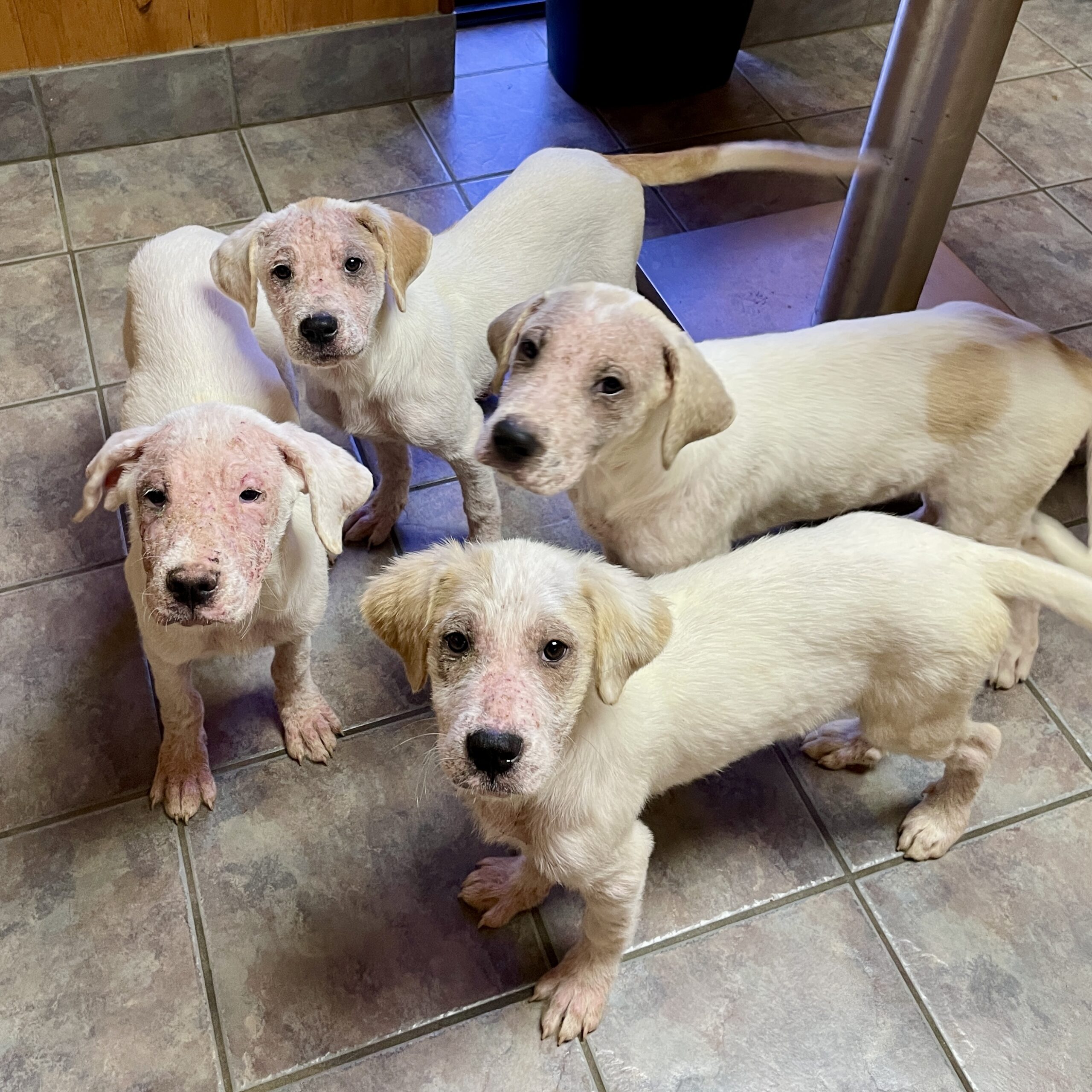 Puppies receiving care before placement