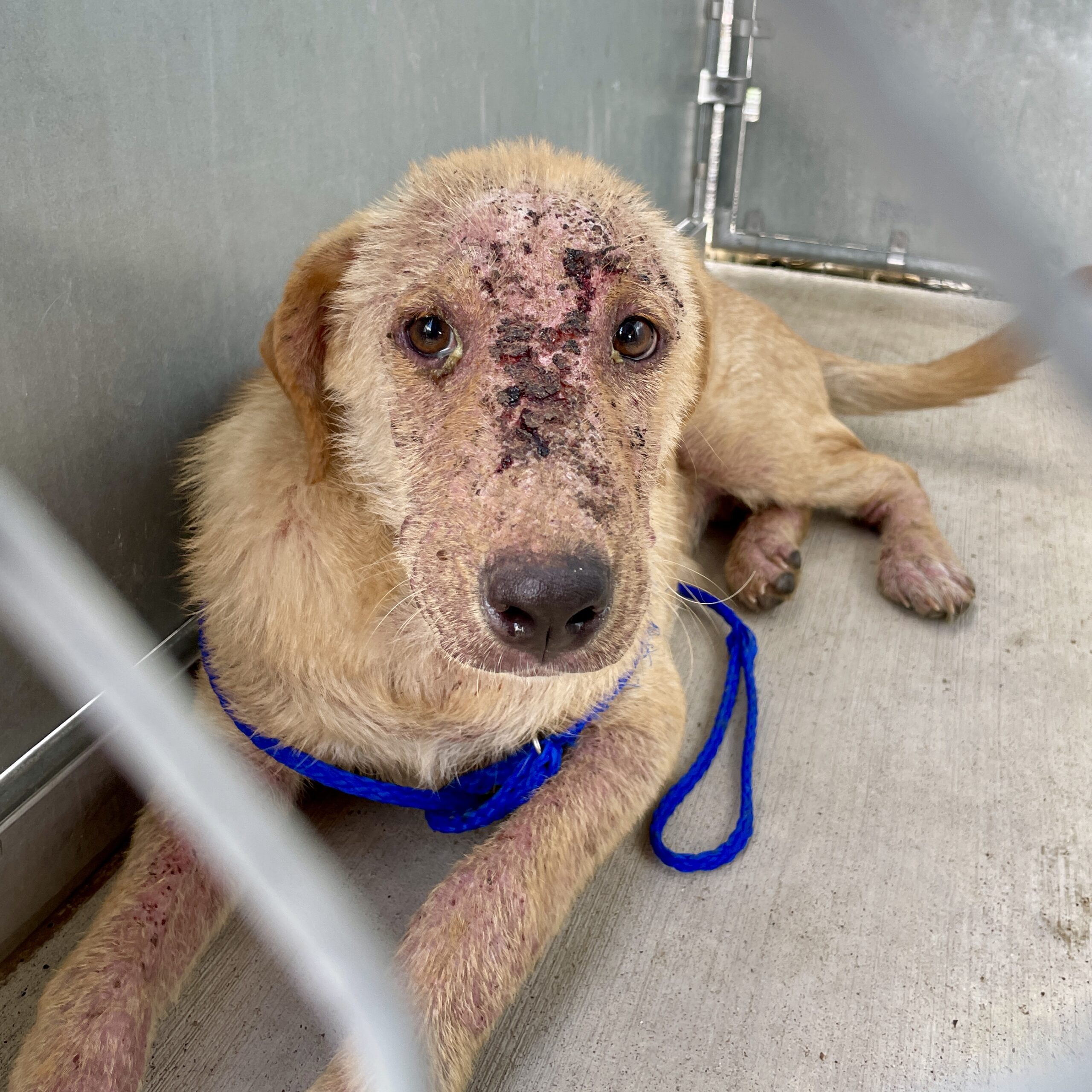 Dog receiving medical treatment after rescue
