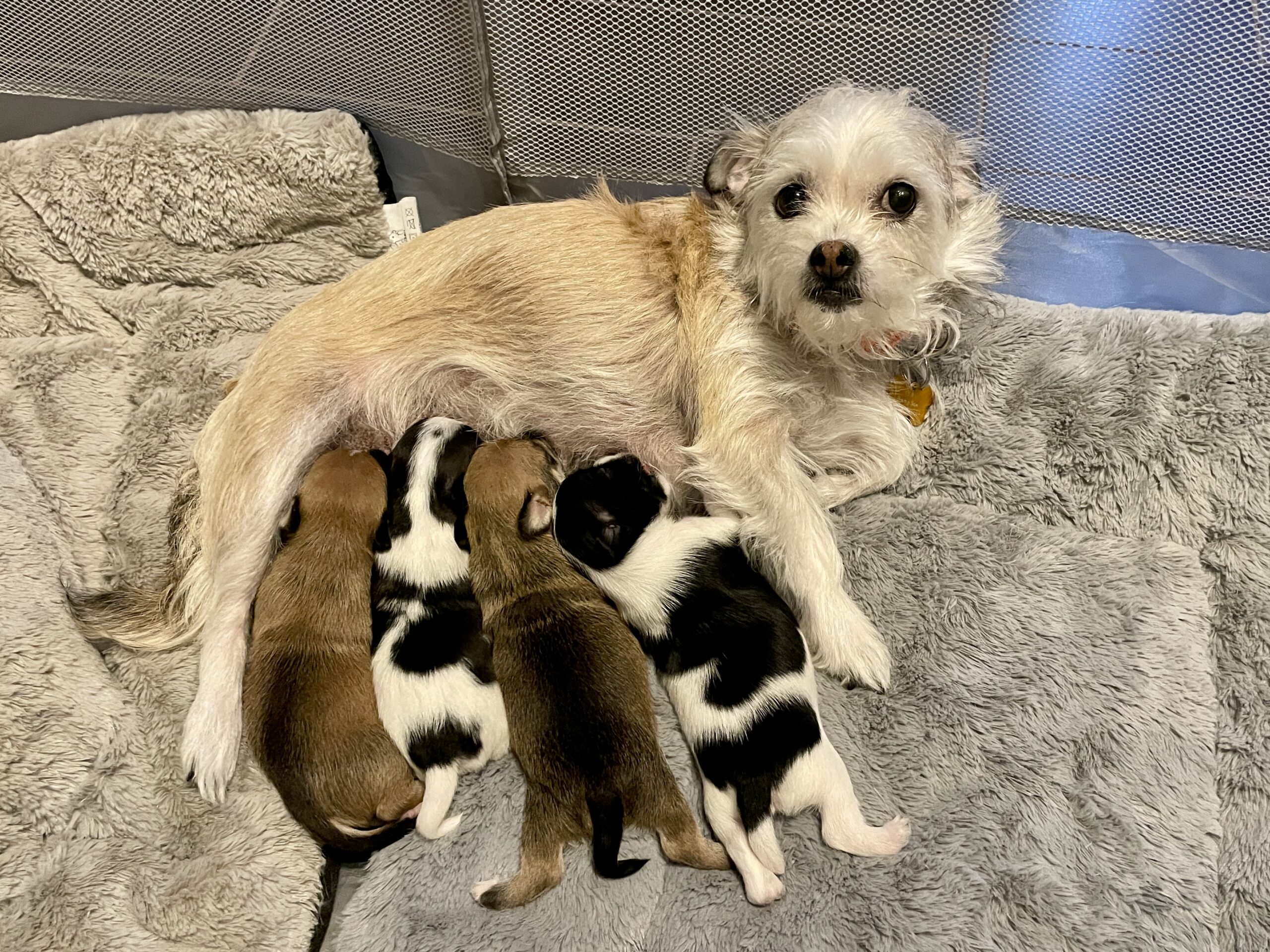 A mother dog nursing her puppies safely in Rising Sun rescue care