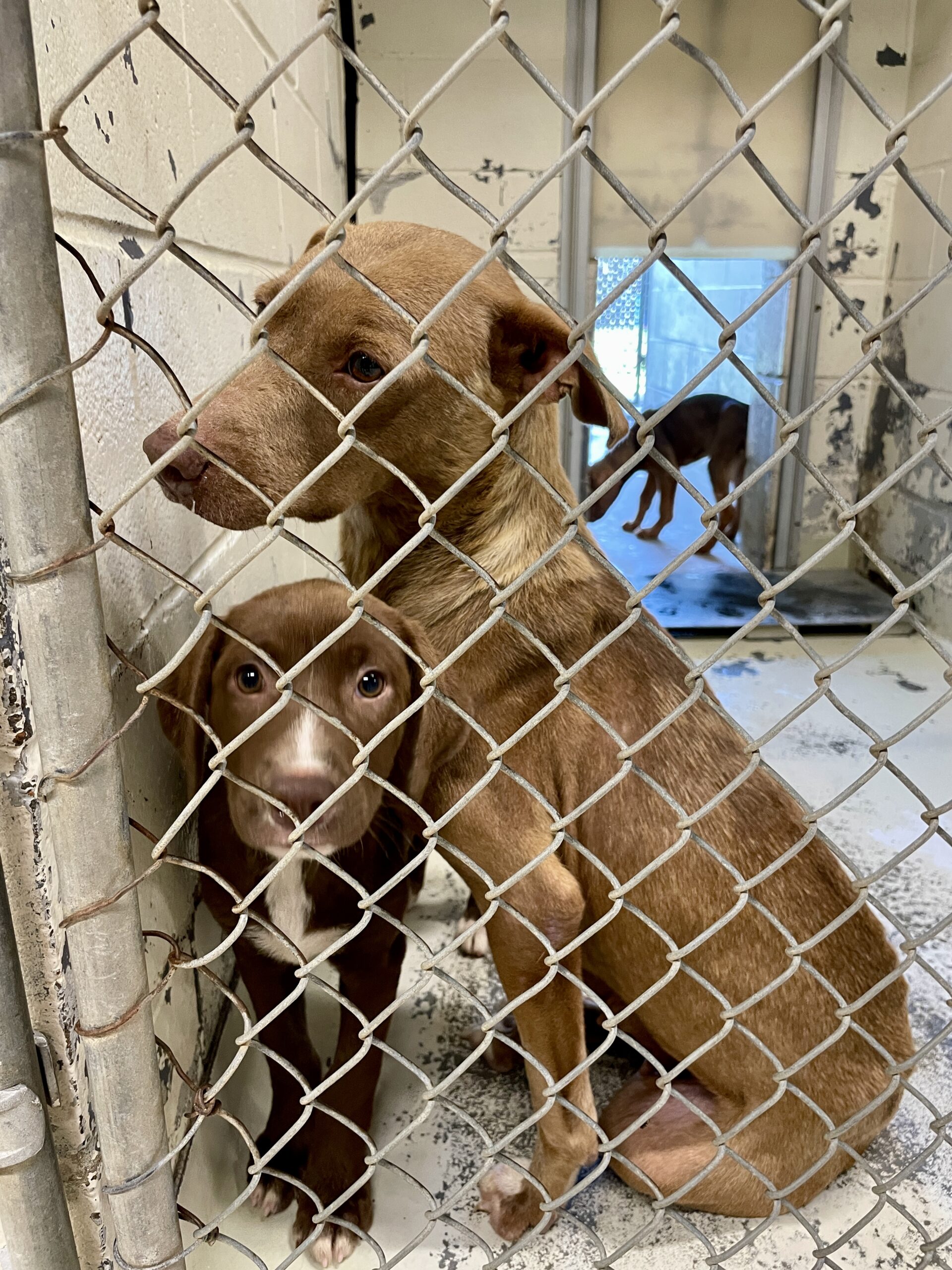 Dogs awaiting help at a local shelter