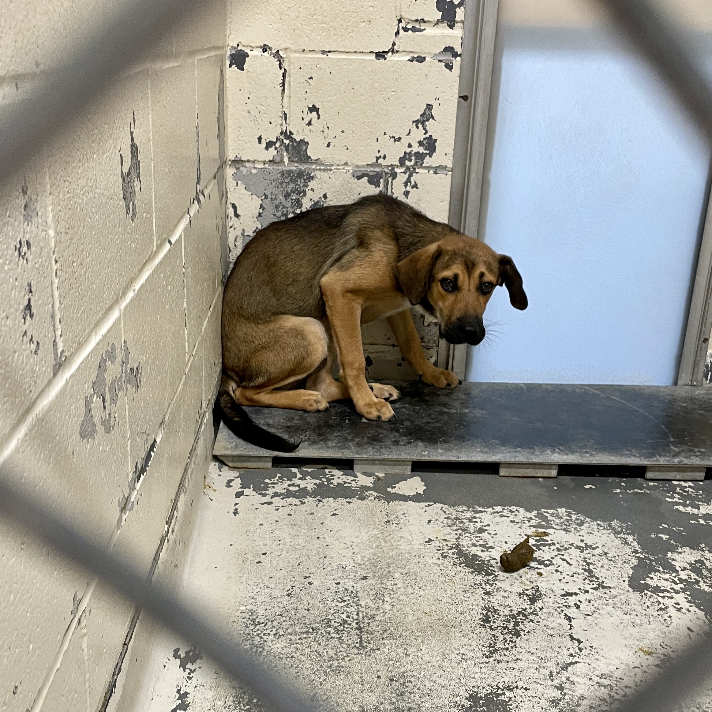 A frightened dog waiting inside the parish animal shelter