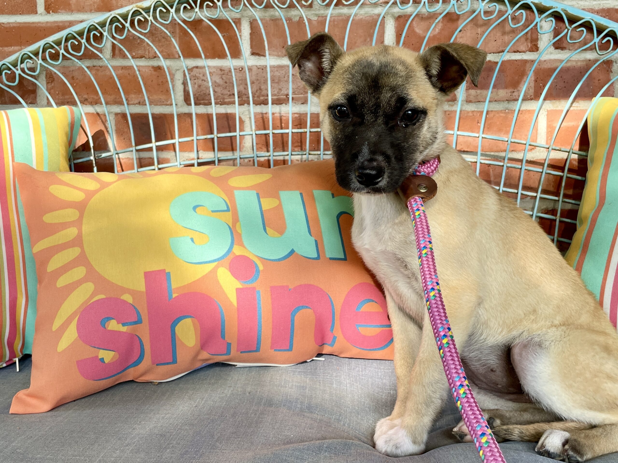 Sunshine, the first animal saved by Rising Sun Animal Rescue