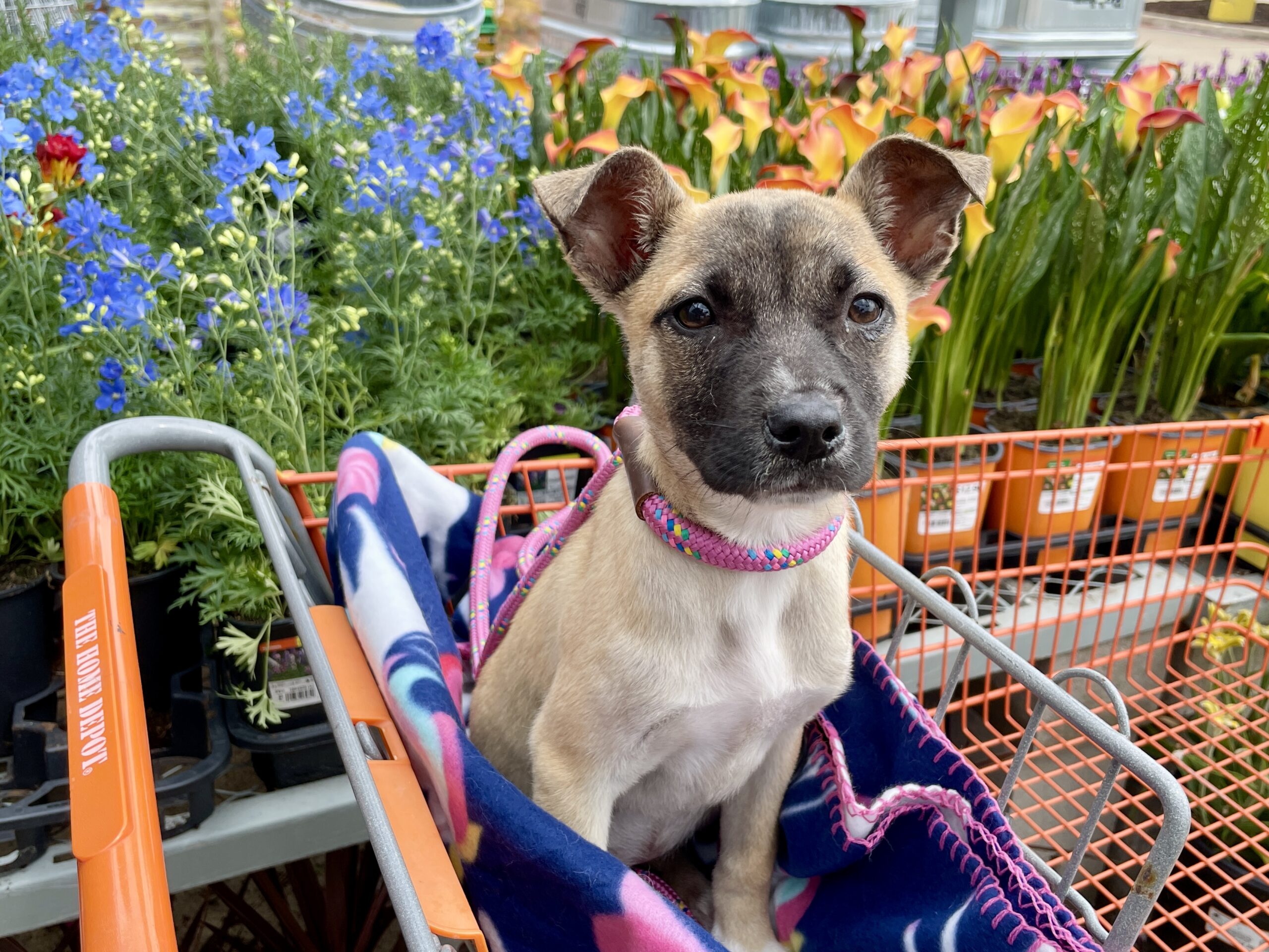 Sunshine, the first animal saved by Rising Sun, riding beside flowers in a shopping cart