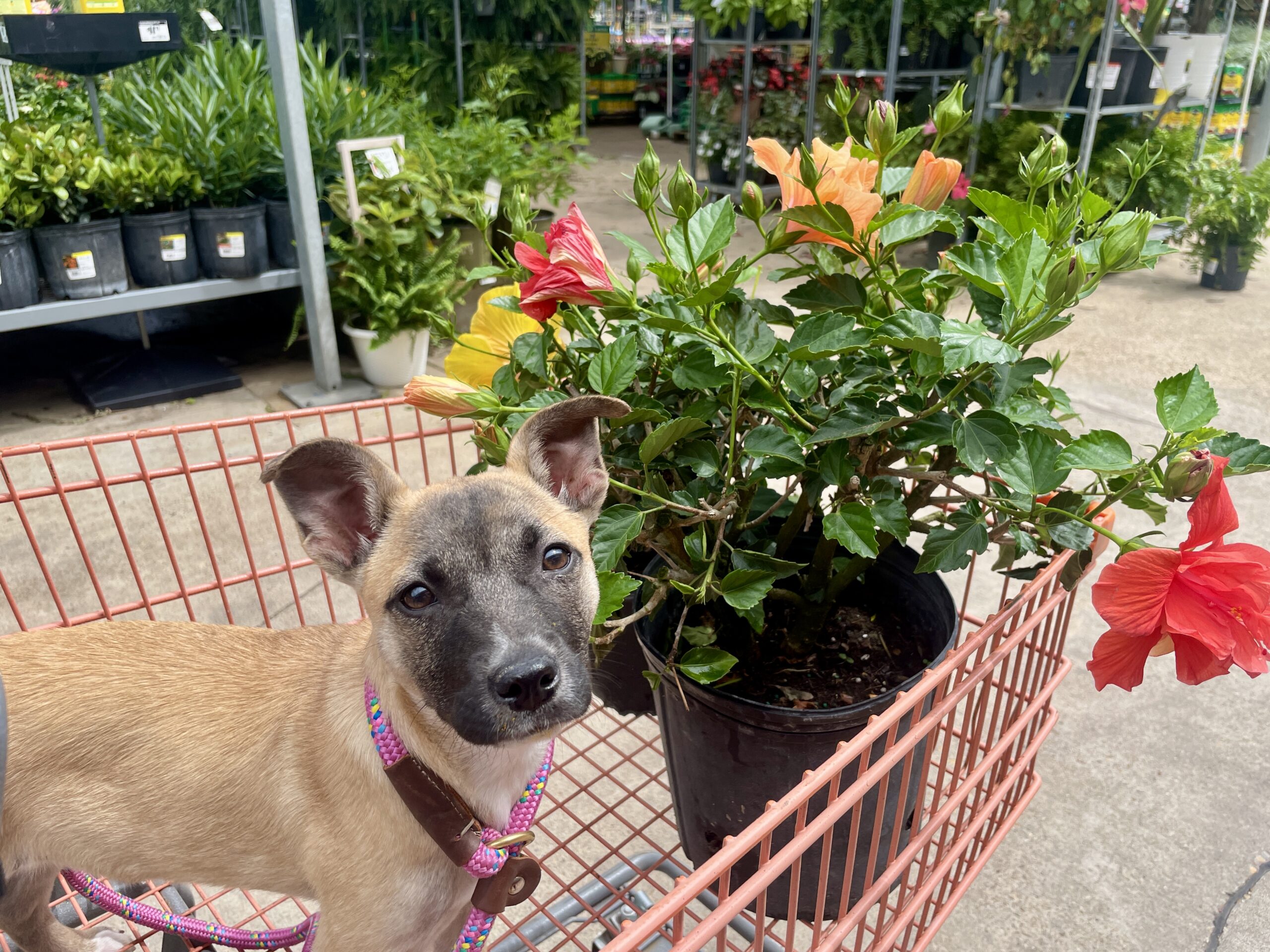 Rescued dog ready for the next step in her journey