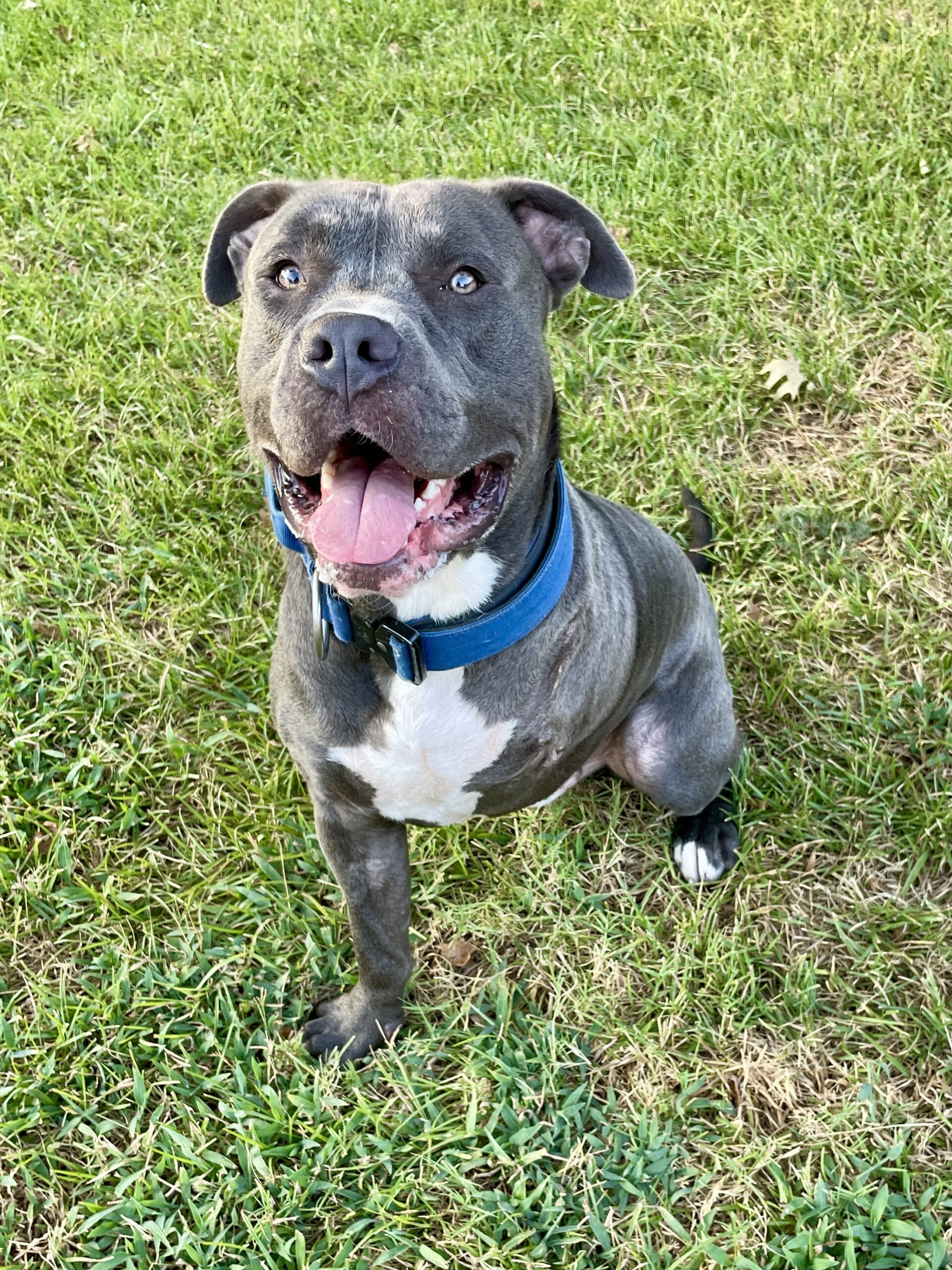 A happy dog relaxing outdoors after entering rescue care