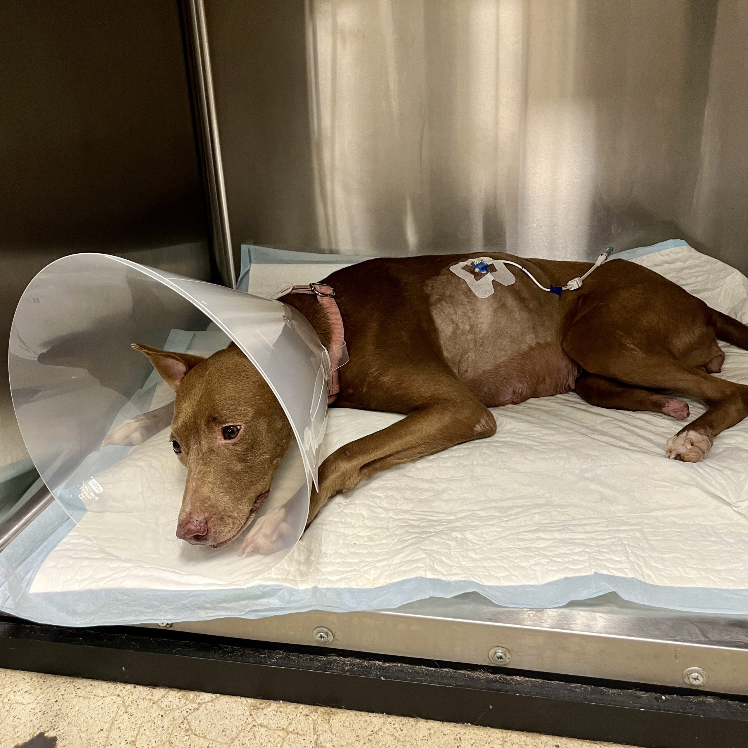 A rescued dog receiving veterinary treatment and recovery care